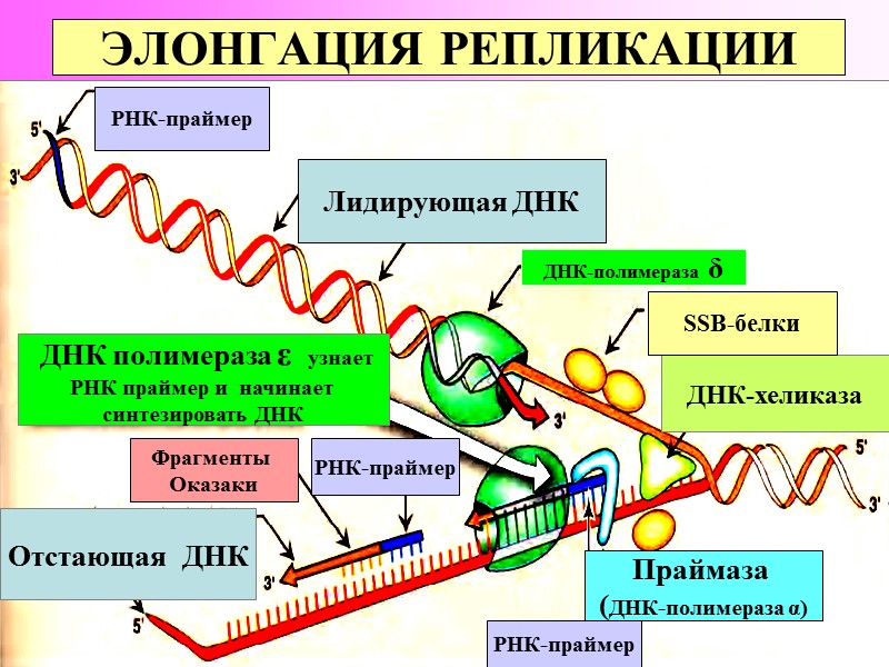 ЭЛОНГАЦИЯ РЕПЛИКАЦИИ РНК-праймер ДНК-хеликаза РНК-праймер РНК-праймер Фрагменты  Оказаки Праймаза  (ДНК-полимераза α) ДНК-полимераза
